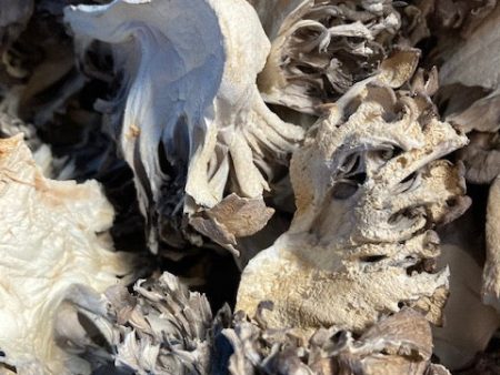 Dried Organic Maitake Mushrooms (Hen of the Woods) on Sale