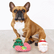 Fringe Dear Santa Dog Toys Online Sale