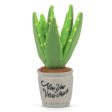 P.L.A.Y. Aloe-ve You Plant Dog Toy Online now