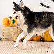 Fringe Stack-o-Lantern Dog Toy For Sale