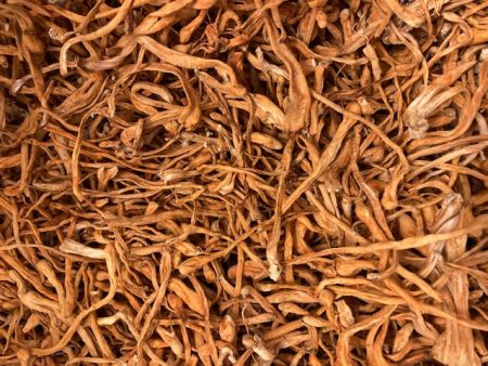 Dried Organic Cordyceps Mushrooms Online now