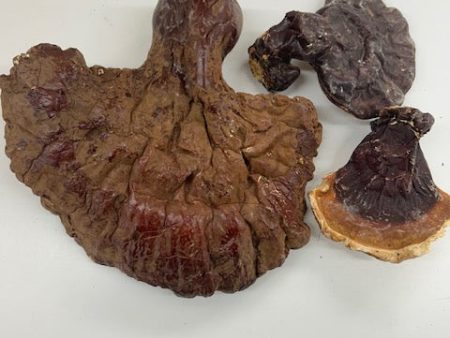 Dried USA Reishi Mushrooms (Whole) Online Hot Sale