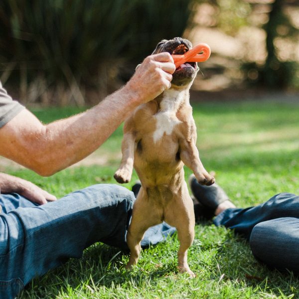 P.L.A.Y. ZoomieRex Tug Dog Toy - Orange For Cheap