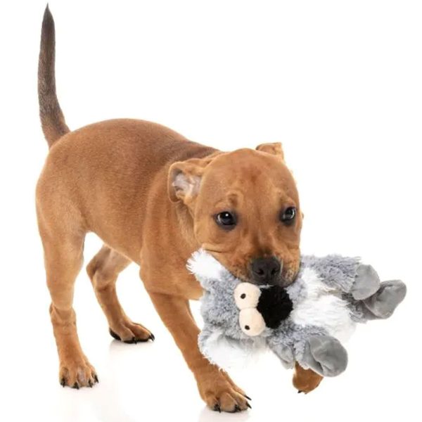 Fuzzyard Flat Out Kana Koala Dog Toy Online Hot Sale