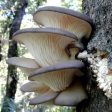 Dried Organic USA Oyster Mushrooms Online Sale