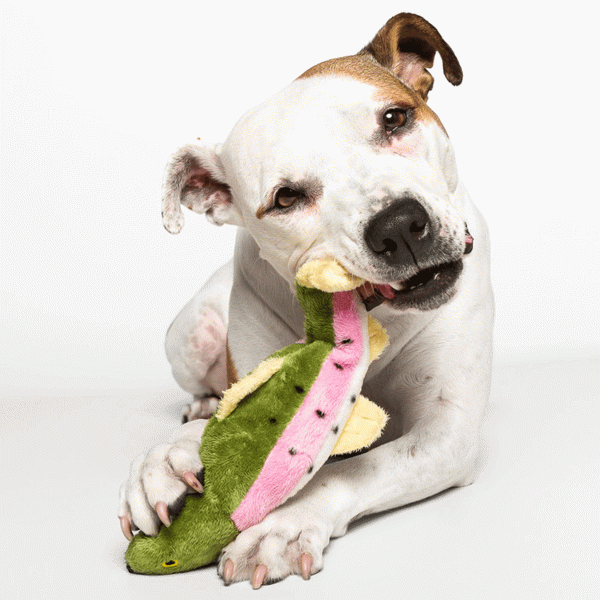 Fluff & Tuff Burt Lake Trout Dog Toy Online Sale