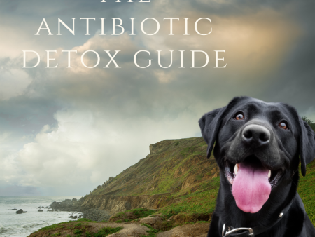 x5. The Antibiotics Detox Guide - Download Sale