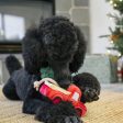 P.L.A.Y. Holiday Red Truck Dog Toy on Sale