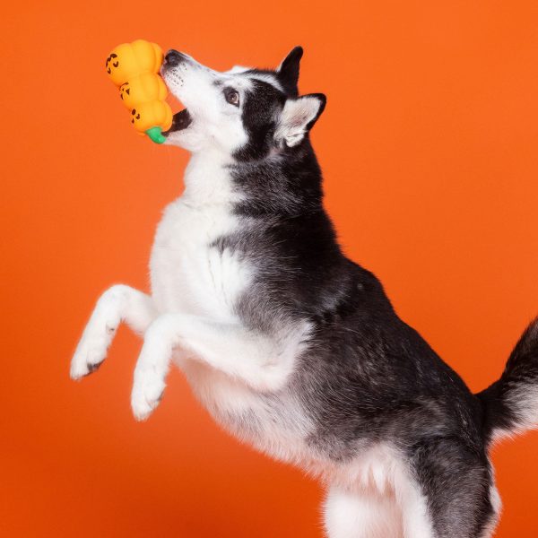 Fringe Go Big or Gourd Home Dog Toys Online now