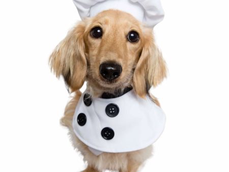 Pet Krewe Chef Costume Sale