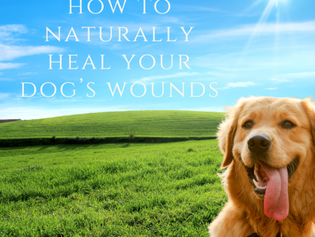 x7. How To Naturally Heal Your Dogs Wounds - Download For Discount