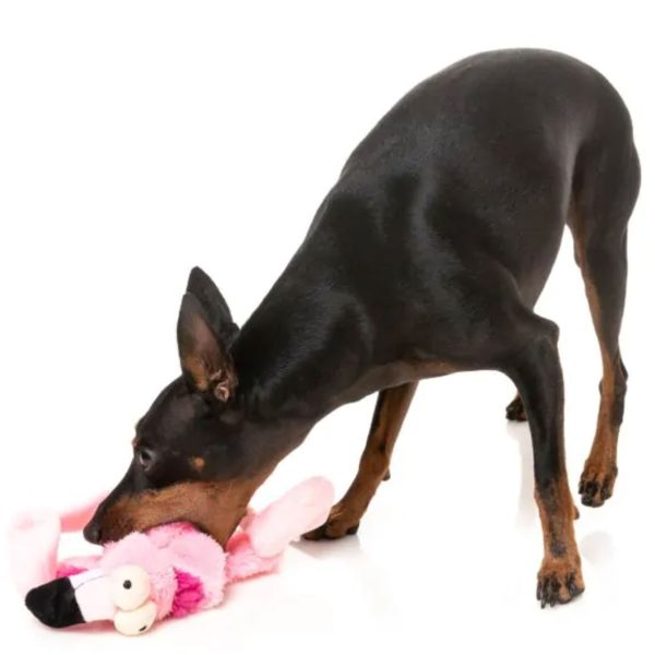 Fuzzyard Flat Out Flo Flamingo Dog Toy Sale