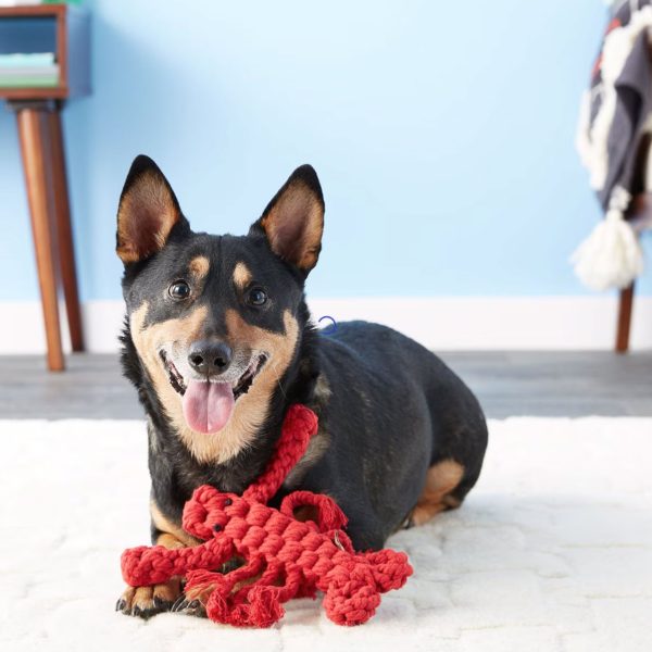 Jax & Bones Louie Lobster Rope Dog Toy Supply