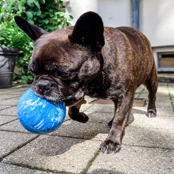 Hevea Planet Ball Dog Toy - Blue on Sale